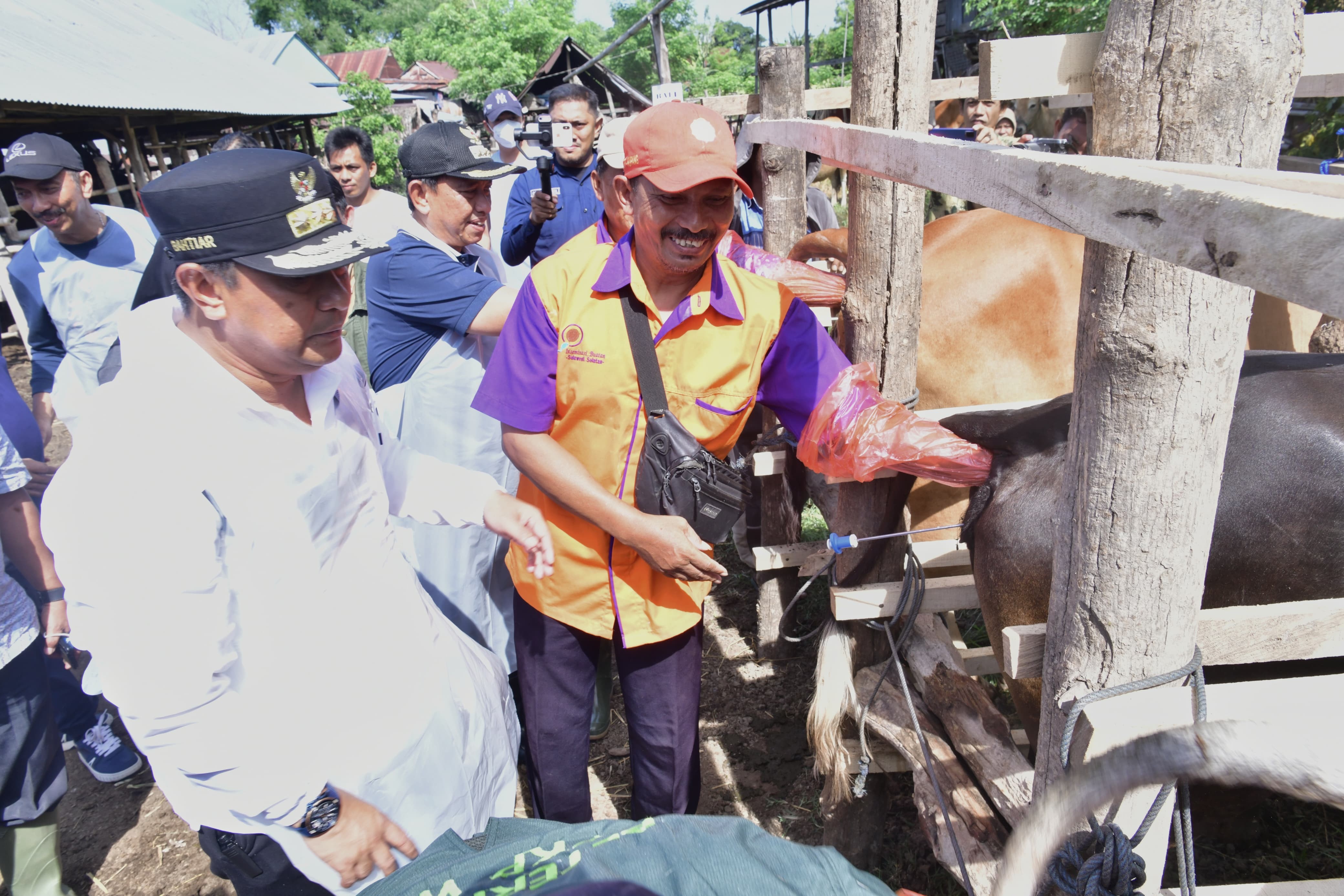 MILIKI POPULASI SAPI TERTINGGI KEDUA DI SULSEL, WAJO GENJOT INSEMINASI BUATAN