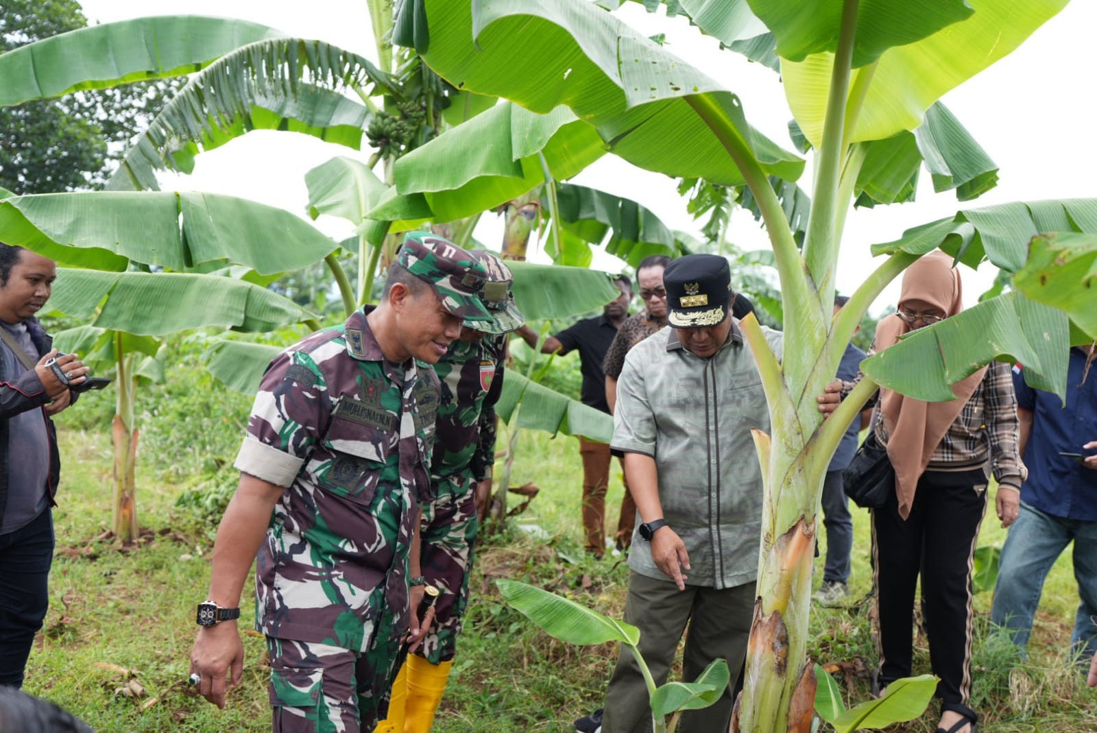 DITANAM SAAT KEMARAU, PISANG CAVENDISH DI TAMARUNANG GOWA DIPANEN EMPAT BULAN LAGI 