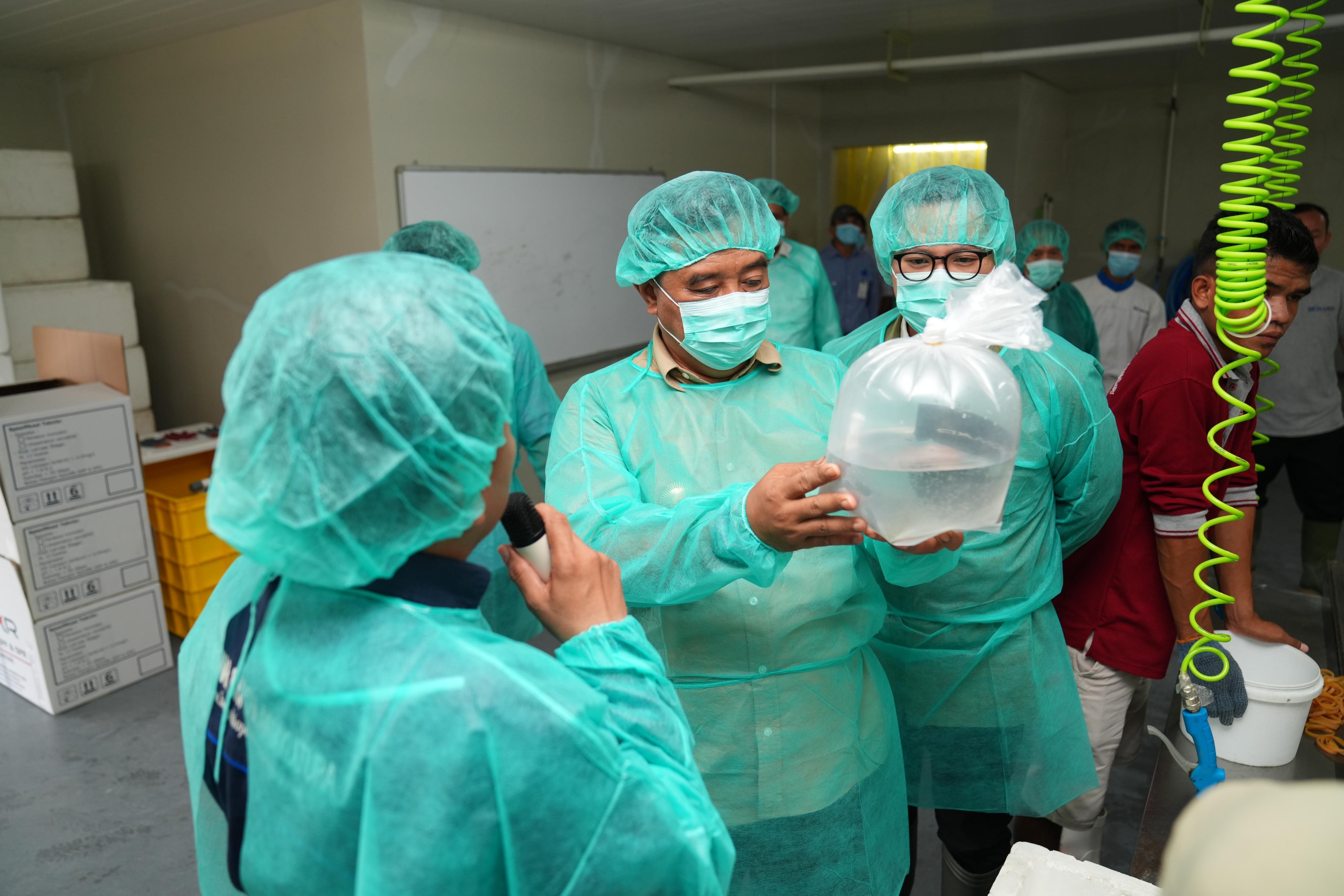 PEMPROV. SULSEL - PT. BOMAR KEMBANGKAN BENUR UDANG UNTUK WARGA PESISIR