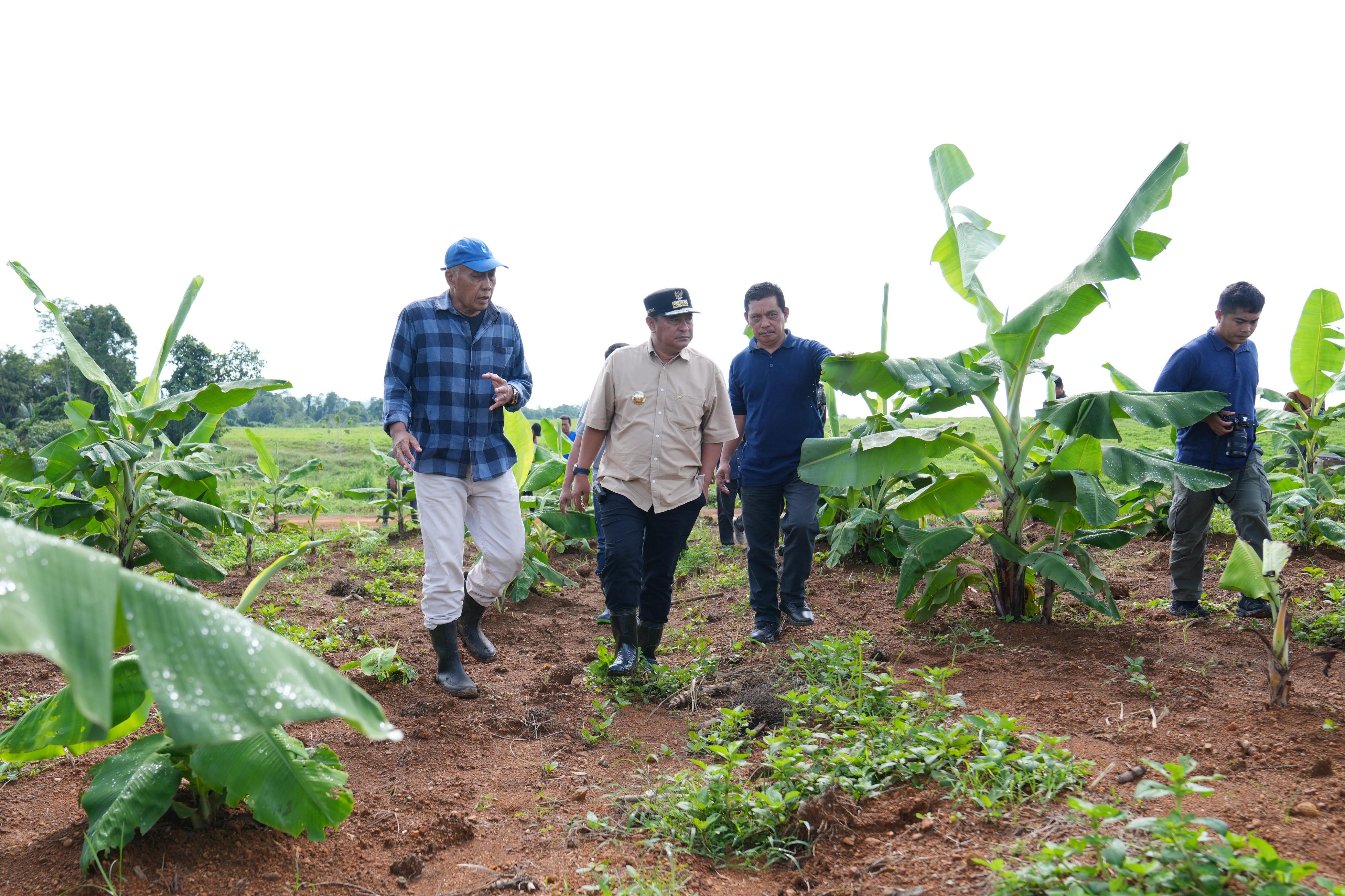 EMPAT BULAN LAGI PISANG CAVENDISH DI MARE AKAN DIPANEN